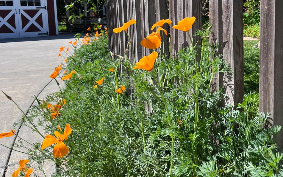 Residential landscape design with native planting and natural materials in California